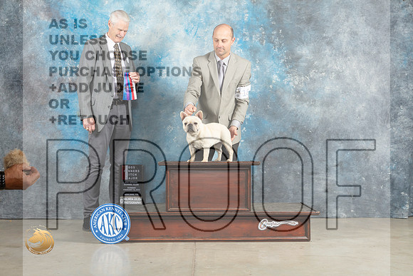 French Bulldog #18 Sun BOWBOSM Judge Jon Cole_MJ_2652_Midland2023_HR3