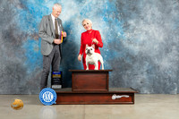 Frenchbull dog #47 Sun BOB Judge jOn Cole