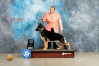 German Shepherd #18 Sun SBGCH Judge Elizabeth Muthard