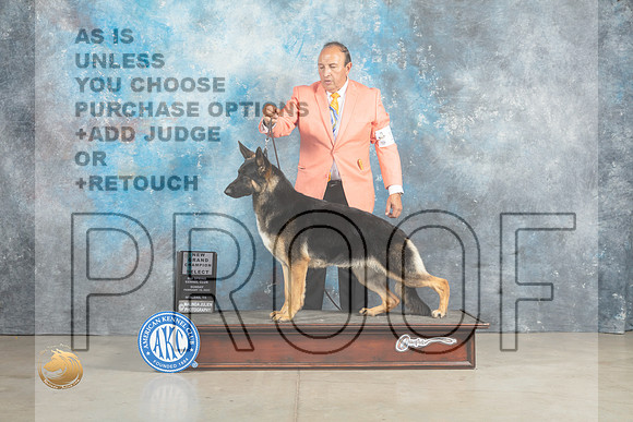 German Shepherd #18 Sun SBGCH Judge Elizabeth Muthard_MJ_2656_Midland2023_HR3
