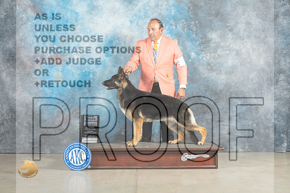 German Shepherd #18 Sun SBGCH Judge Elizabeth Muthard_MJ_2658_Midland2023_HR3