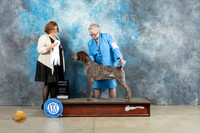 German Shorthaired Pointer #5 Sun G4 Judge Elizabeth Muthard