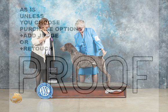 German Shorthaired Pointer #5 Sun G4 Judge Elizabeth Muthard_MJ_2713_Midland2023_HR3