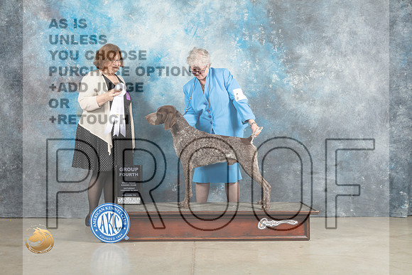 German Shorthaired Pointer #5 Sun G4 Judge Elizabeth Muthard_MJ_2716_Midland2023_HR3