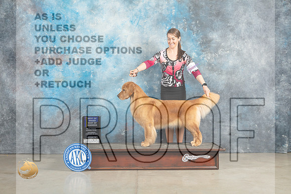 Golden Retriever #24 Sun BOBBOW Judge Elizardo Valadez_MJ_2720_Midland2023_HR3