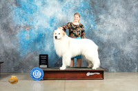 Great Pyrenees #5 Sun G3 Judge John Lucas