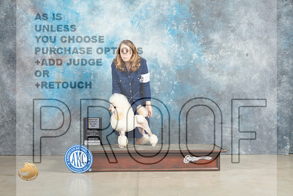 Poodle Miniature #20 Sun BOV Judge Jon Cole_MJ_2866_Midland2023_HR3