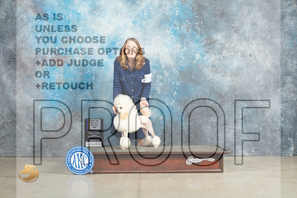 Poodle Miniature #20 Sun BOV Judge Jon Cole_MJ_2868_Midland2023_HR3