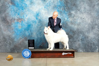Samoyed #16 Sun OHG3 Judge Judy Wade
