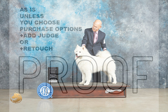 Samoyed #16 Sun OHG3 Judge Judy Wade_MJ_2805_Midland2023_HR3