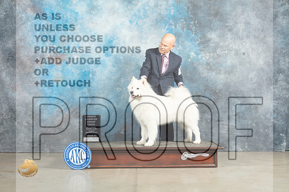 Samoyed #16 Sun OHG3 Judge Judy Wade_MJ_2806_Midland2023_HR3