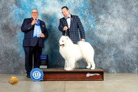 Samoyed #7 Sun G1 Judge Joh Lucas