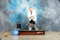 Schnauzer Miniature #9 Sun G4 Judge Charles Olvis