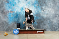 Schnauzer Miniature #9 Sun OHG3 Judge Elizabeth Muthard