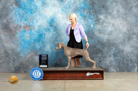 Weimaraner #10 Fri WB Judge Donna O'Connell Sat Wade Sun Valadez