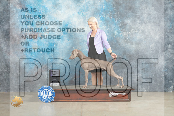 Weimaraner #11 Sun RWD Judge Donna OConnell r_MJ_2722_Midland2023_HR3