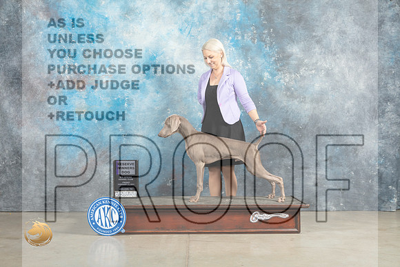 Weimaraner #11 Sun RWD Judge Donna OConnell r_MJ_2723_Midland2023_HR3