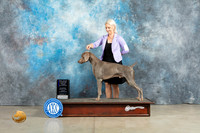 Weimaraner #5 Fri BOBGCH Judge Charles Olvis r