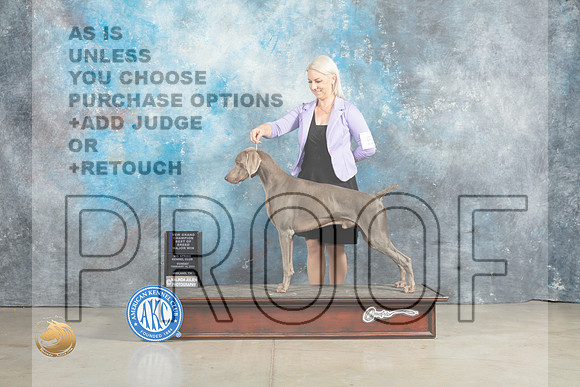 Weimaraner #5 Fri BOBGCH Judge Charles Olvis r_MJ_2665_Midland2023_HR3