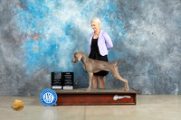 Weimaraner #7 Fri BBE Judge Donna O'Connell r
