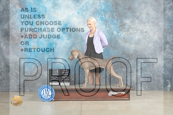 Weimaraner #7 Fri BBE Judge Donna O'Connell r_MJ_2789_Midland2023_HR3