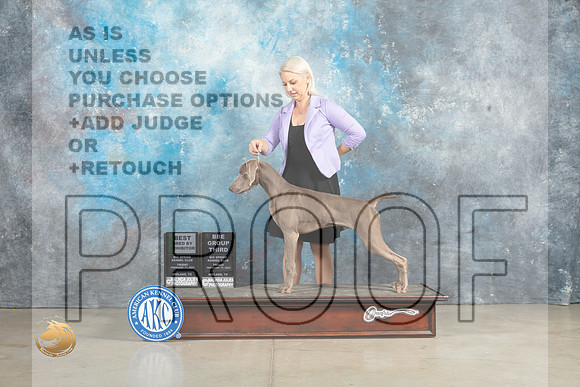 Weimaraner #7 Fri BBE Judge Donna O'Connell r_MJ_2791_Midland2023_HR3