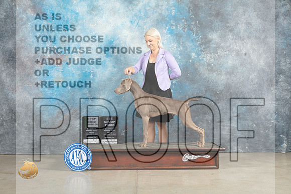 Weimaraner #7 Fri BBE Judge Donna O'Connell r_MJ_2795_Midland2023_HR3