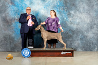 Weimaraner #8 Sun OHG1 Judge John Lucas