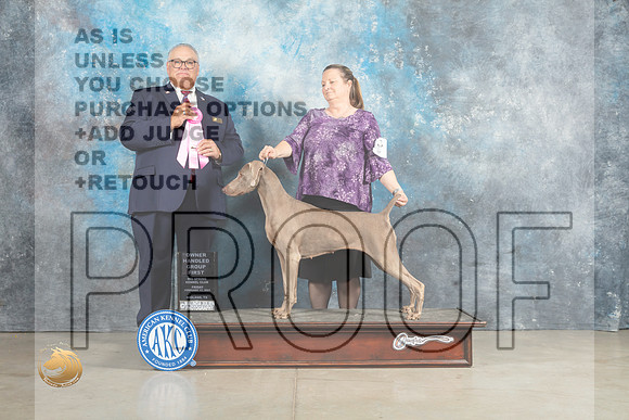 Weimaraner #8 Sun OHG1 Judge John Lucas_MJ_2726_Midland2023_HR3