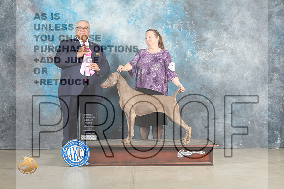 Weimaraner #8 Sun OHG1 Judge John Lucas_MJ_2727_Midland2023_HR3