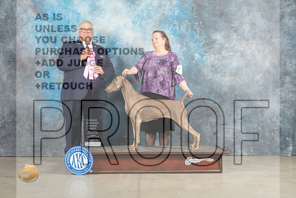 Weimaraner #8 Sun OHG1 Judge John Lucas_MJ_2728_Midland2023_HR3