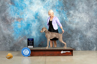 Weimaraner #9 Fri BOW Donna O'Connel Sat Cole Sun Valadez