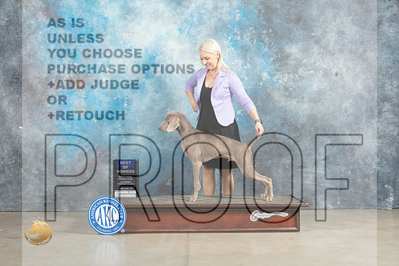 Weimaraner #9 Fri BOW Donna O'Connel Sat Cole Sun Valadez_MJ_2825_Midland2023_HR3