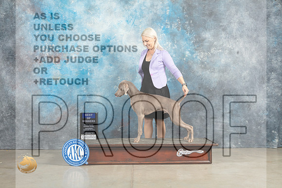Weimaraner #9 Fri BOW Donna O'Connel Sat Cole Sun Valadez_MJ_2826_Midland2023_HR3
