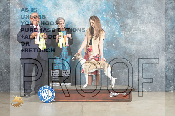 Whippet #7 Fri BPIS Sat Sun Judge Judy Wade Judge John Lucas_MJ_2677_Midland2023_HR3