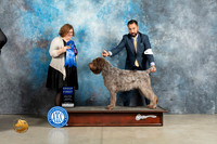 Wirehaired Pointer #9 Sun G1 Judge Elizabeth Muthard