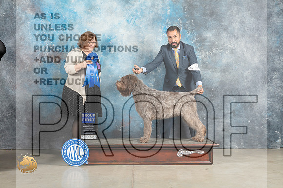 Wirehaired Pointer #9 Sun G1 Judge Elizabeth Muthard_MJ_2684_Midland2023_HR3