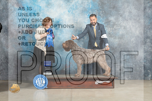 Wirehaired Pointer #9 Sun G1 Judge Elizabeth Muthard_MJ_2685_Midland2023_HR3
