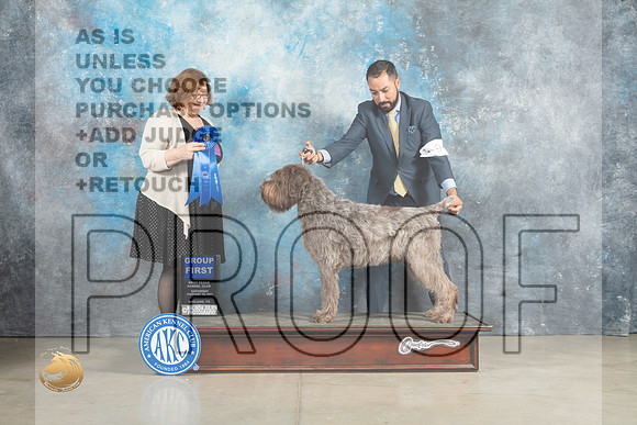 Wirehaired Pointer #9 Sun G1 Judge Elizabeth Muthard_MJ_2689_Midland2023_HR3