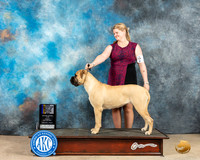Bullmastiff #18 Fri BOBBOWCh Judge Joan Liebes