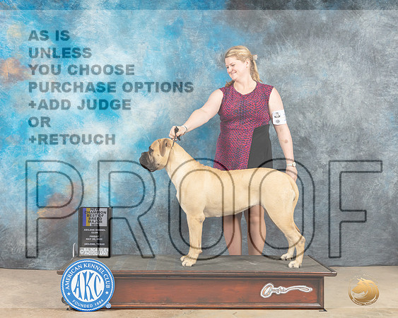 Bullmastiff #18 Fri BOBBOWCh Judge Joan Liebes-MMJ_2828-Addison2022-HR3