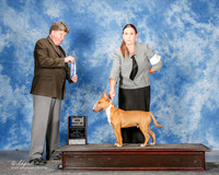 Miniature Bull Terrier #7 Mon Maj BOW Estrada Josh Judge Charles Olvis
