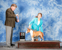 Miniature Bull Terrier #8 Mon Maj BOS Dreyer M and R and E Massingill and V Fiamo Judge Charles Olvis