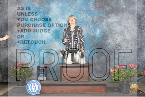 Havanese #6 Sat BOSGCH Judge Christine Martinez__JP_5889_San Antonio_2024_HR3