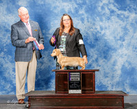 Dachsund Longhaired #16 Mon RWB Sklanka Pamela and Trudy Altwine Judge Steve Keating