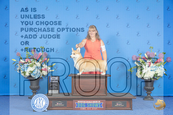 Pembroke Welsh Corgi #22 SUN WB BOW M Judge James Moses__JP_0165_Houston_2024_HR3