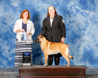 Belgian Malinoi #5 Mon BOW Holley Toby and Tiffany Judge Danelle Brown