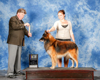 Belgian Tervuren #5 Mon BOB Fambro Tammy and Tiffany Holley Judge Charles Olvis