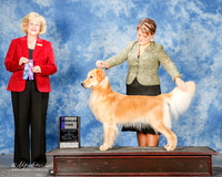 Golden Retriever #17 Mon WD Thornberry Barbara Agent Brianna Bischoff Judge Vicki Abbott