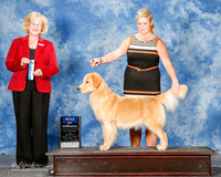 Golden Retriever #22 Mon BOW Simpson Pat and Patty Wedding Judge Vicki Abbott